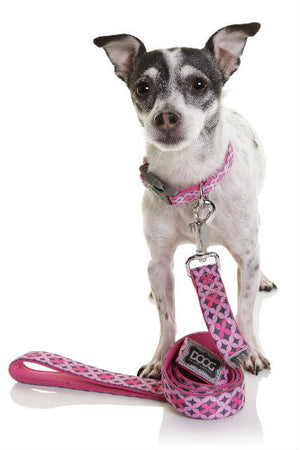 How to fit your pet for Collars or Clothing