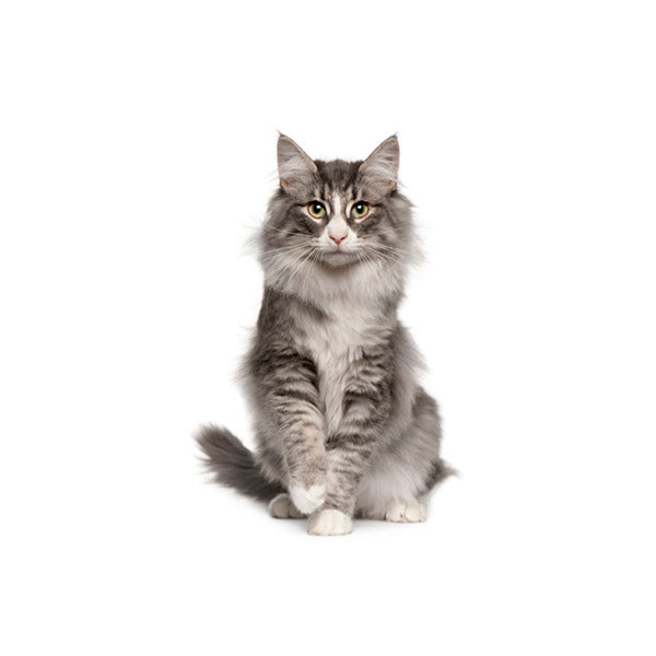 Transitioning your cat indoors Minipet Online Designer Pet Accessory