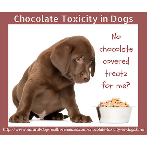 Why is chocolate toxic for pets?