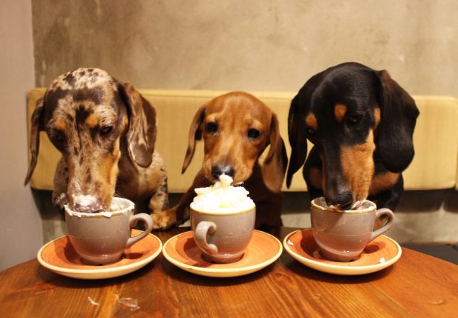 Dog Friendly Cafes around Australia