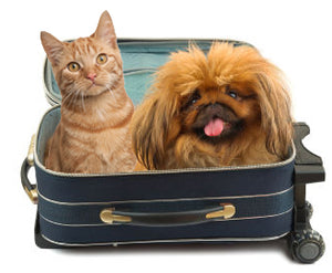 Luxury Pet Friendly Accommodation