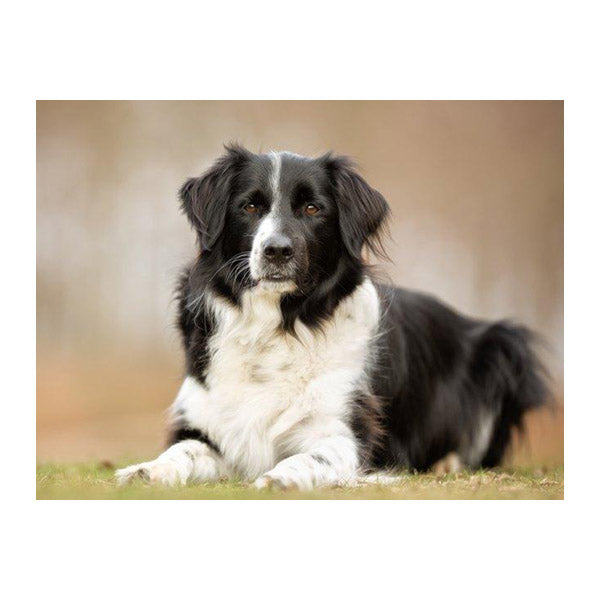 Lets talk about working dogs 👋