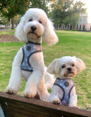 T&S Dandelion Grey Harness