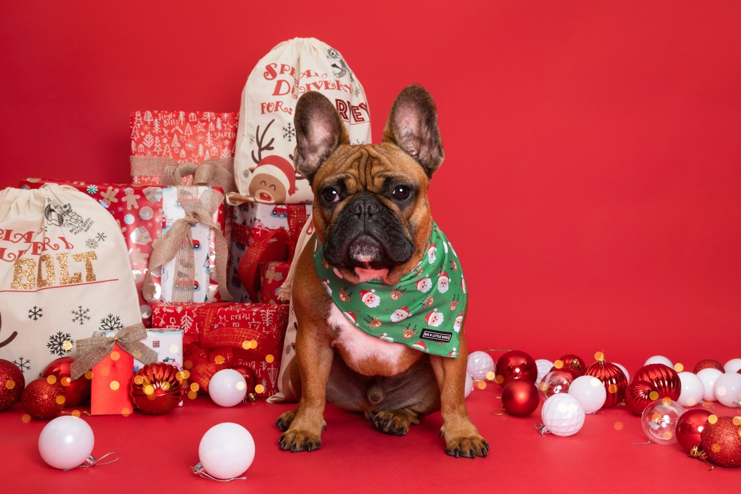 A Guide to Finding the Perfect Christmas Gift for Your Big Dog