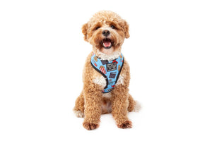 Big & Little Dogs Reversible Dog Harness - Lights, Camera, Action!