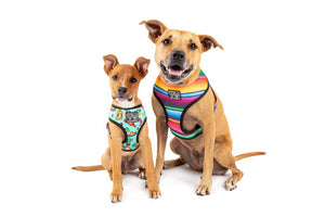 Big & Little Dogs Reversible Dog Harness - Mexican Fiesta