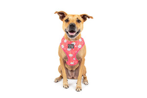 Big & Little Dogs Reversible Dog Harness - Slumber Party